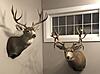 2020 Mule deer and moose season complete-2ce7af1f-bb8a-423f-a13f-6f78840b6f68.jpg