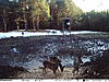 New pictures taken by my game camera-img_2385.jpg