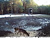 New pictures taken by my game camera-img_2387.jpg