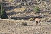 Wyoming Elk-65ab48dc-106d-47e9-b4d7-9b51c109c6a2.jpeg