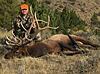 Wyoming Elk-4b0f0922-56a8-403a-ab89-15e9805f3afa.jpeg