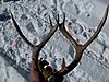 deer sheds-sh1.jpg