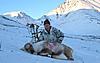 Spring Brooks Range Caribou-jeff_march_2010_brooks_caribou_2-small.jpg