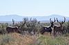 5 Big Elk and 3 Big Bucks...What more do can you ask for?-picture-1.jpg