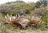 someone post a huge elk or moose-wmoose.jpg