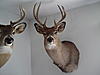 Got my 2009 buck back.-019.jpg