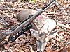 A buck finally-sitka-buck.jpg