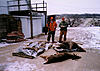 Let's see those kills from days gone by!!-deer-season-1997.jpg