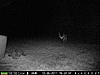 Couple of Game Pics-deer-pics-018.jpg