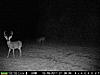 Couple of Game Pics-deer-cam-120.jpg