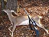 BP Doe-010512-doe-1.jpg