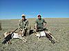 Back from Wyoming antelopes in the cooler!!-secspeedgoat.jpg