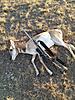 Back from Wyoming antelopes in the cooler!!-thirdspeedgoat.jpg