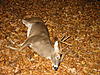 Saturday's hunt-img_3947.jpg