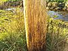 A Telephone Pole? Really?-dsc01538.jpg