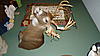 Muzzleloading 9 point Mount Progress-dsc01883.jpg