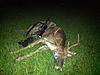 Last minute muzzleloader hunt!!!-7-point-2.jpg