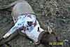 385 grain Hornady vs. ELK!-101_0295.jpg