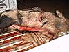 Got a Spotted Boar This Evening-boar-13-dec.-09-small-.jpg