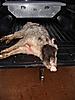 Killed a Boar Hog Today-boar-6-jan-10-small-.jpg