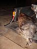 Boar Hog Killed With 300 Grain XTP-boar-16-jan-10-large-.jpg