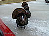 Turkeys and Surveying-turkeys-005.jpg