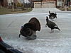 Turkeys and Surveying-turkeys-003.jpg