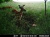 Giant deer is back-mdgc0360i.jpg