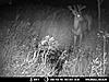 Giant deer is back-mdgc0209i.jpg