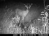 Giant deer is back-mdgc0011i.jpg