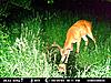 Giant deer is back-u.jpg