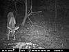 TRAIL CAM PICTURES- What's everyone been seeing?-6-20-1.jpg