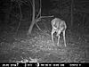 TRAIL CAM PICTURES- What's everyone been seeing?-6-20-4.jpg