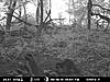 TRAIL CAM PICTURES- What's everyone been seeing?-6-20-5.jpg