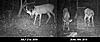 TRAIL CAM PICTURES- What's everyone been seeing?-deercomparisons.jpg