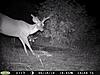 TRAIL CAM PICTURES- What's everyone been seeing?-email-1.jpg