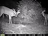 TRAIL CAM PICTURES- What's everyone been seeing?-email-2.jpg