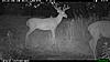 TRAIL CAM PICTURES- What's everyone been seeing?-2010-06-24-21-01-49-m-2_2.jpg