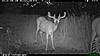 TRAIL CAM PICTURES- What's everyone been seeing?-2010-06-24-21-02-19-m-1_2.jpg