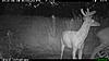 TRAIL CAM PICTURES- What's everyone been seeing?-2010-06-24-21-03-32-m-1_2.jpg