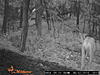 TRAIL CAM PICTURES- What's everyone been seeing?-sunp0010.jpg