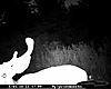 I think I could use some trail camera Tips....-cdy_0006.jpg