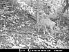 TRAIL CAM PICTURES- What's everyone been seeing?-trailcam4.jpg