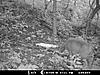 TRAIL CAM PICTURES- What's everyone been seeing?-trailcam1.jpg