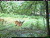 TRAIL CAM PICTURES- What's everyone been seeing?-2010-07-01-05-59-19-m-1_2.jpg