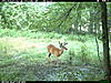 TRAIL CAM PICTURES- What's everyone been seeing?-2010-07-01-06-04-05-m-2_2.jpg