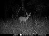 new 200+ nontypical on trail cam-4.jpg