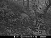TRAIL CAM PICTURES- What's everyone been seeing?-cam711-3.jpg