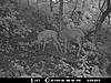 TRAIL CAM PICTURES- What's everyone been seeing?-cam711-2.jpg