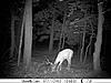 Natures creatures getting along on trail cam-trail-cam-7-13-10-249.jpg